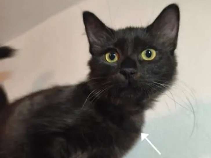 Chaton mâle de 3 mois en attente d'adoption