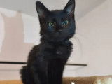 Chatonne noire prête pour l'adoption