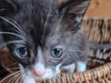 Chaton mâle de 2 mois à accueillir
