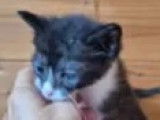 Chaton mâle de 2 mois à accueillir
