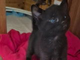 Chaton mâle noir en quête d'une famille