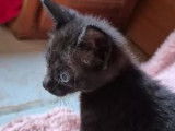 Adoption disponible : chaton mâle noir