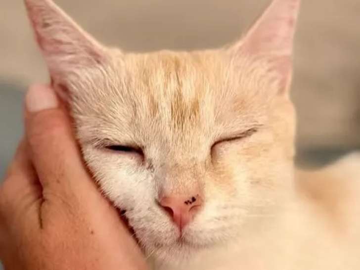 À adopter, chaton femelle roux et blanc
