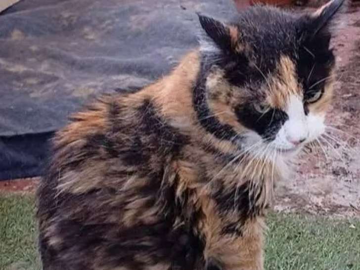 Disponible à l'adoption, chatte adulte tricolore