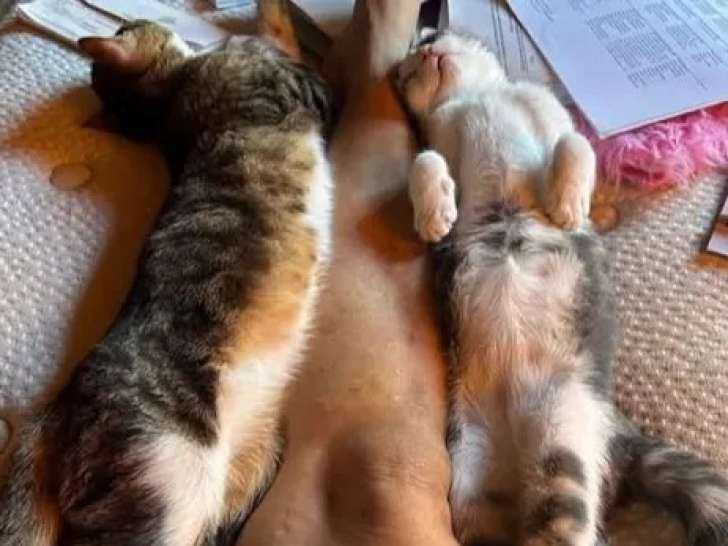 En attente d’adoption, chatonnes de 5 mois