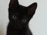 Prêt pour l’adoption, chaton mâle noir