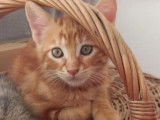 En attente d'une famille, chaton mâle âgé de 2 mois