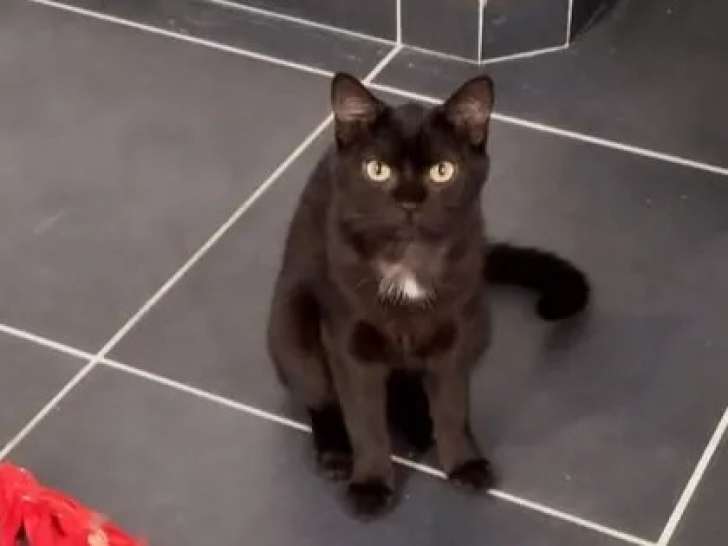 À accueillir, chatonne noire et blanche