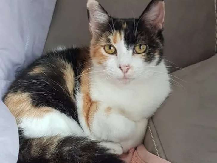 En quête d'un foyer, chatte âgée de 3 ans