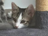 Adoption disponible : chaton mâle tigré blanc