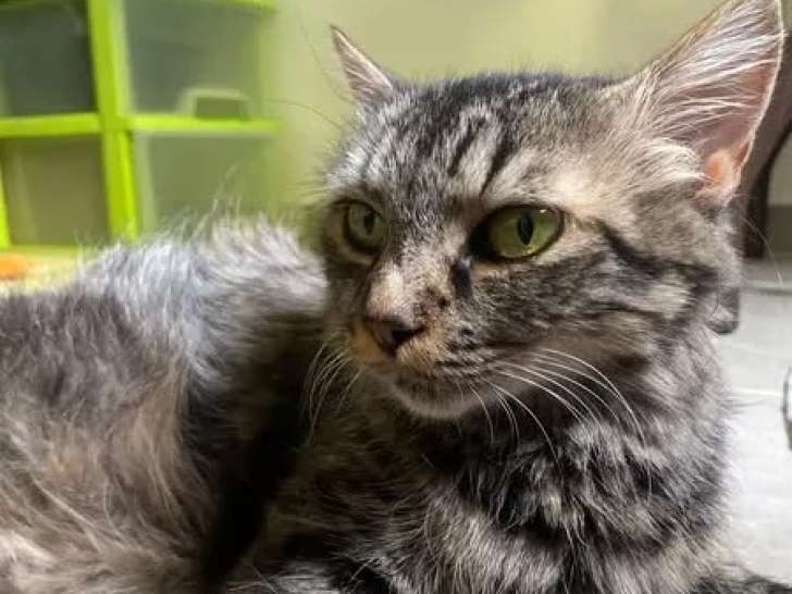 À la recherche d'une famille, chatte au pelage tigré