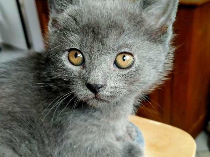 Magnifiques chatons Chartreux à vendre