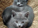 Magnifiques chatons Chartreux à vendre