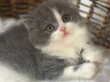 Chaton mâle British Longhair à vendre