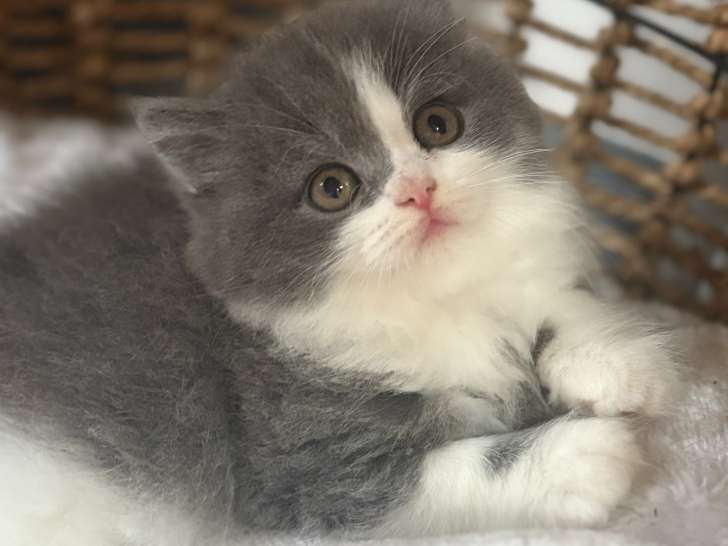 Chaton mâle British Longhair à vendre