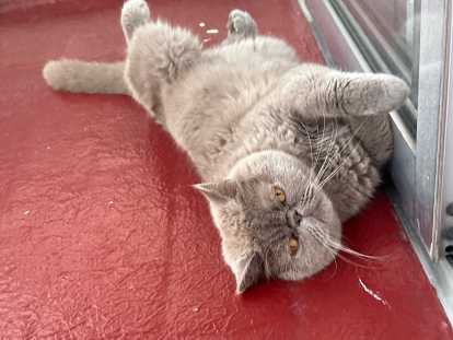 Chat Exotish Shorthair à vendre