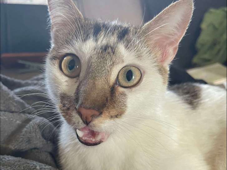 À adopter : chat tigré blanc
