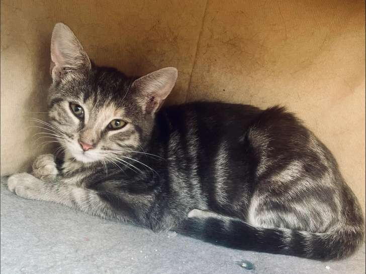 Disponible à l'adoption : chatonne de 4 mois