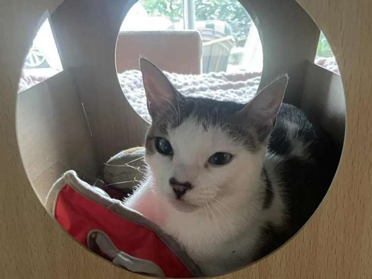 En attente d'adoption : chaton femelle de 7 mois