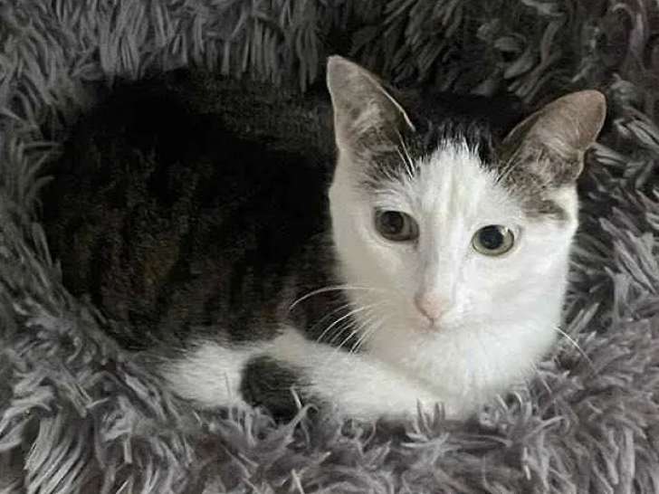 Prête pour l’adoption : chatte tigrée blanche