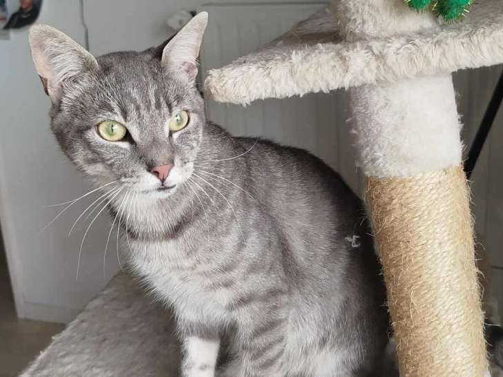 À accueillir : chat tigré blanc