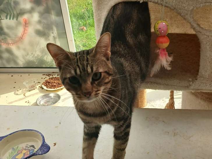 En quête d'un foyer : chat de couleur tigrée