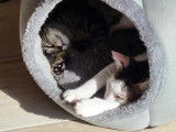 Adoption disponible : chat marron et blanc
