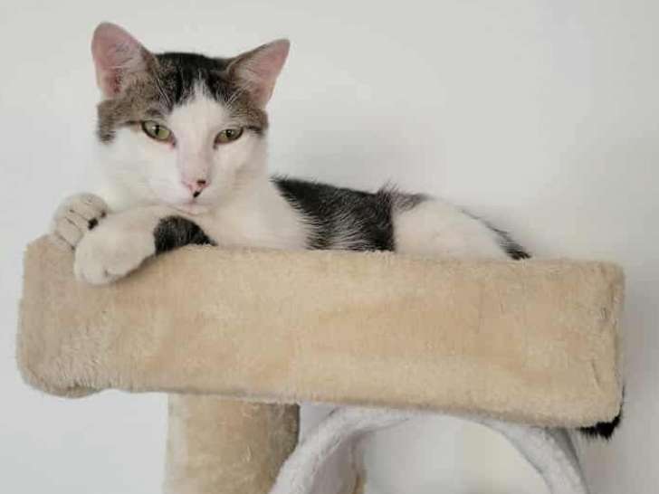 Adoption disponible : chat marron et blanc