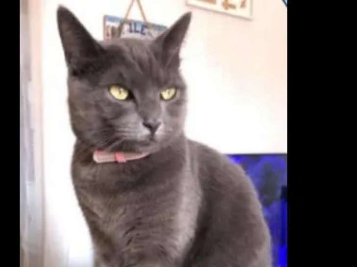 À la recherche d’une famille : chatte grise