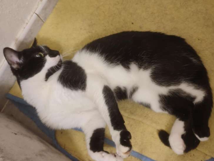 Chat noir et blanc à adopter
