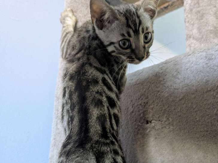 Chatons Bengal Black silver et Brown