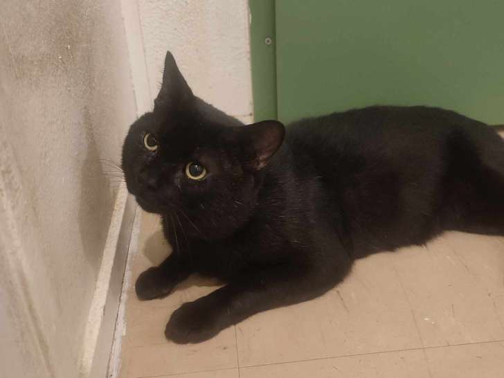 Chat âgé de 6 ans disponible à l'adoption