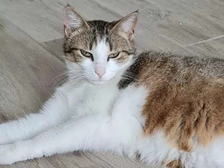 Chatte tigrée blanche en attente d'adoption