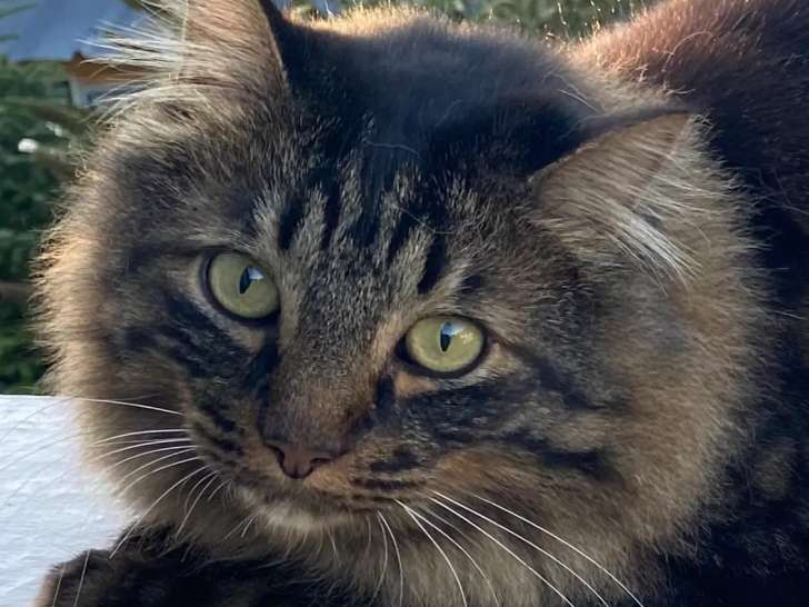 Chat Norvégien tigré prêt pour l'adoption