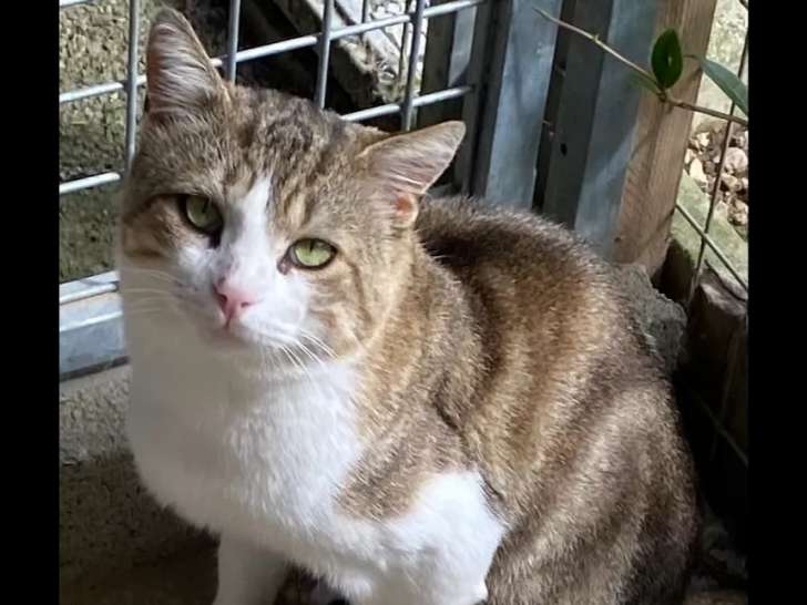 Chat tigré blanc en attente d'une famille