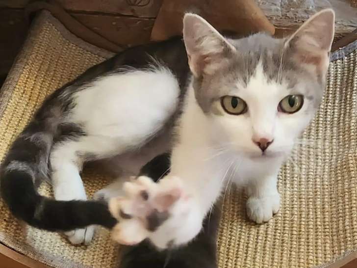 Chatte de 2 ans à accueillir