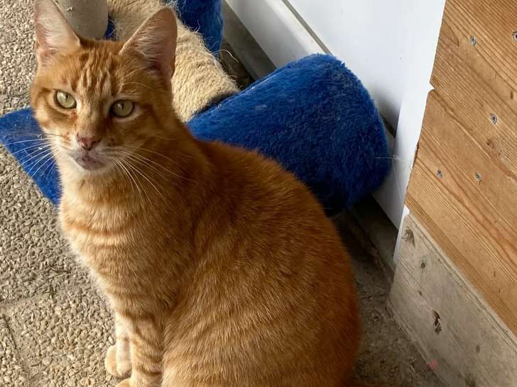 Chat roux et blanc en quête d’une famille