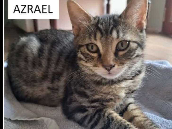 Adoption disponible : chaton mâle tigré
