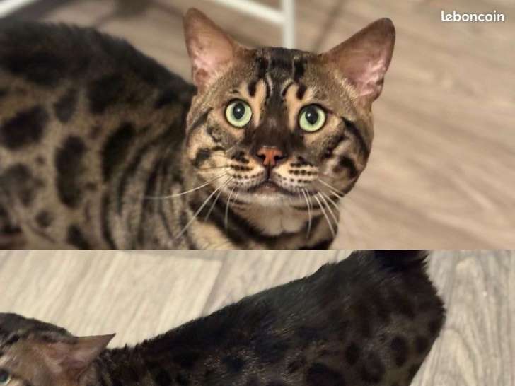 Mâle Bengal black silver LOOF à vendre