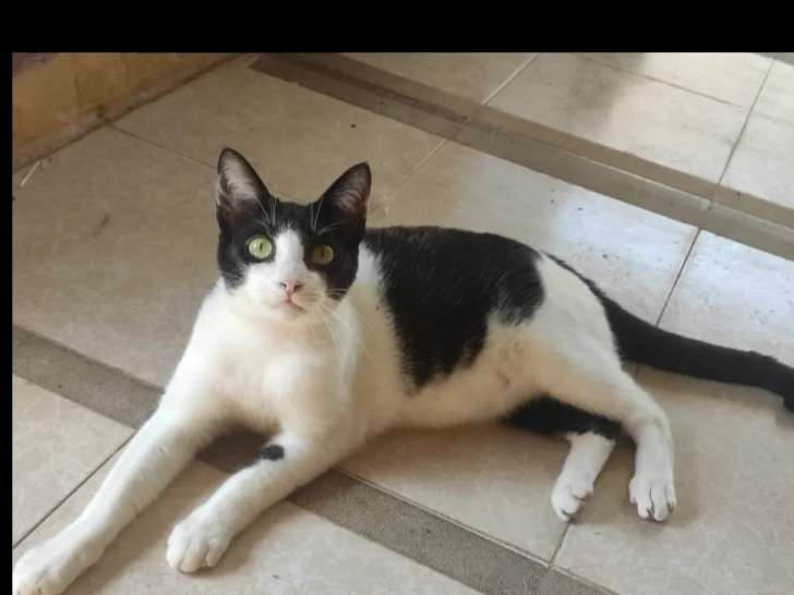 À la recherche d’une famille : chat noir et blanc