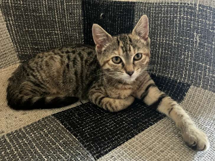 À adopter, chatonne de 3 mois