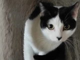 Disponible à l'adoption, chatte de 2 ans