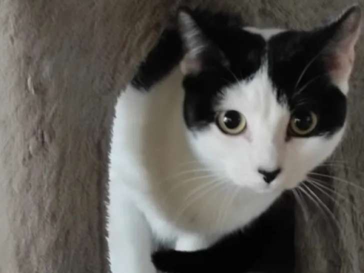 Disponible à l'adoption, chatte de 2 ans