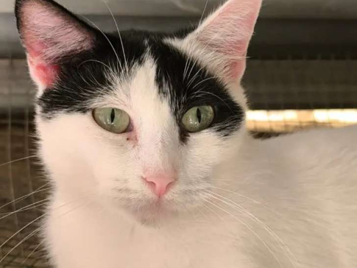 En attente d'adoption, chatte d'un an
