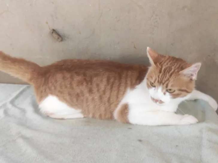 Prête pour l'adoption, chatte rousse et blanche