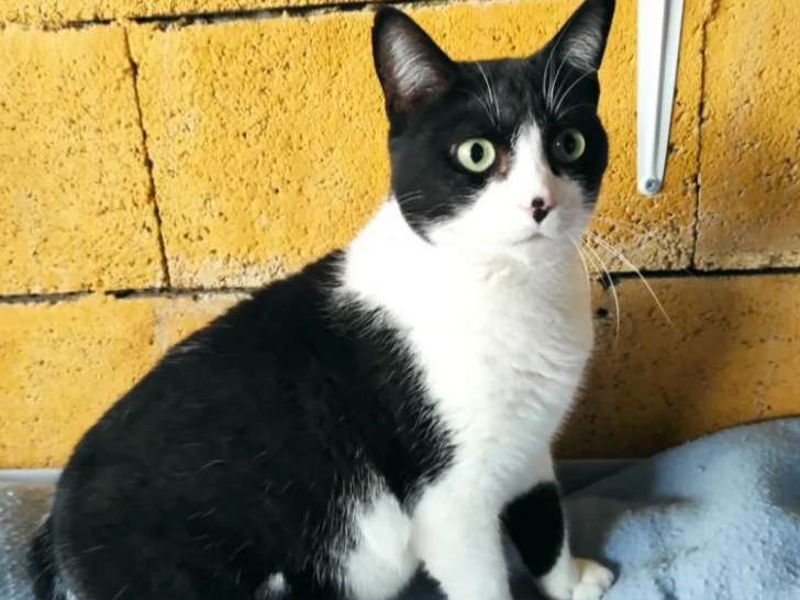 En attente d’un foyer, chatte noire et grise