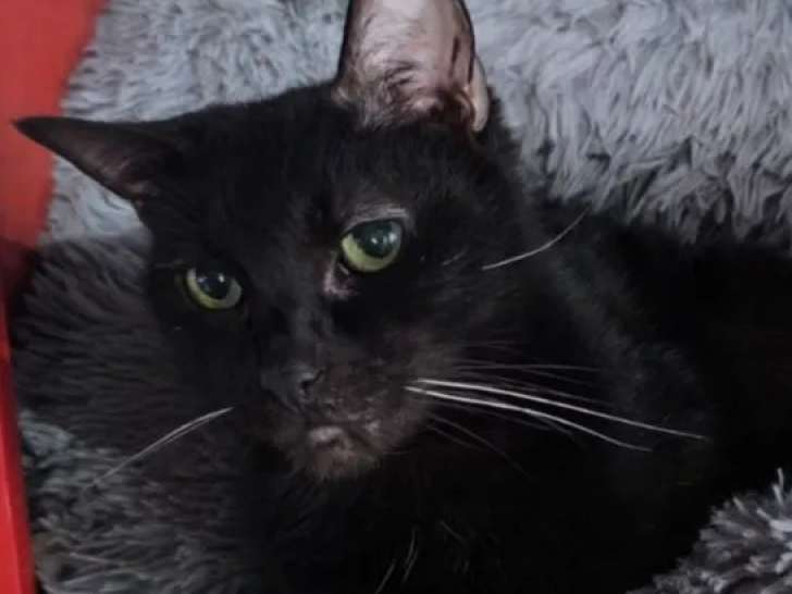 À accueillir, chat âgé 10 ans
