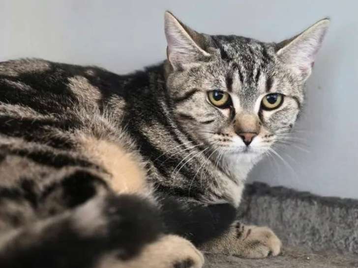 En quête d'un foyer, chatte d'un an
