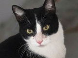 Adoption disponible : chat noir et blanc