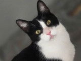 Adoption disponible : chat noir et blanc